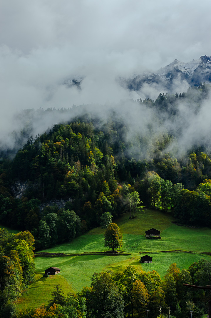 Alpine Tree by Adam Lack