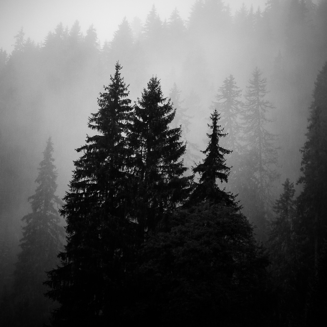 Alpine Trees by Adam Lack