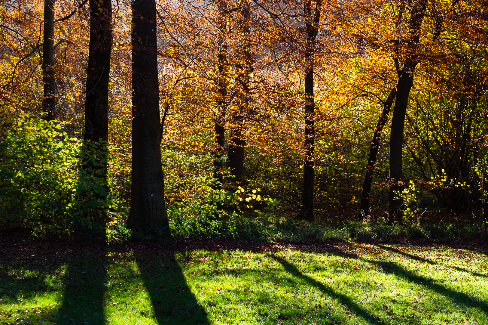 Autumn Shadows by Adam Lack