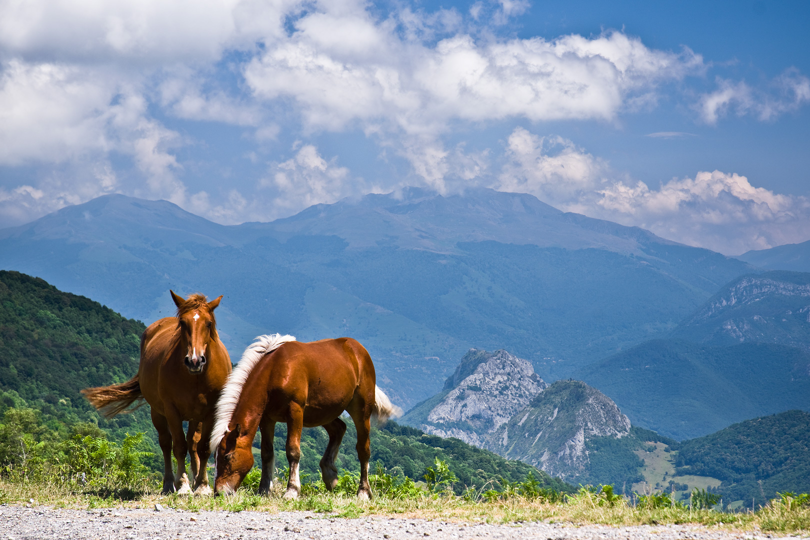 Chevals by Adam Lack