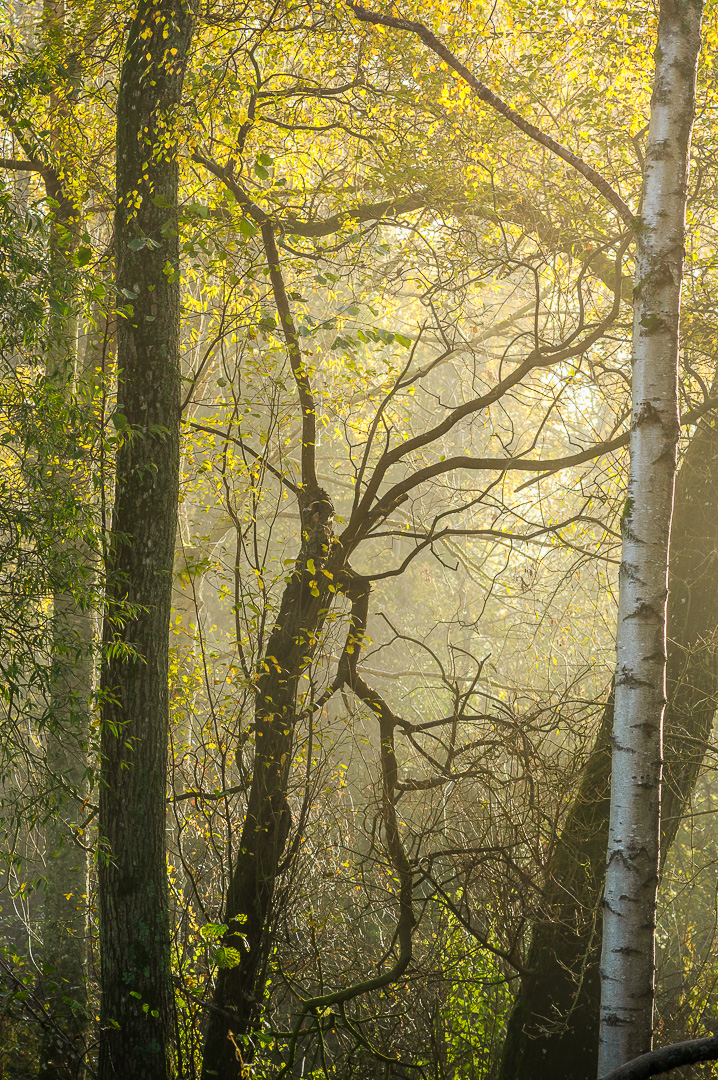 Distant Sunlight by Adam Lack