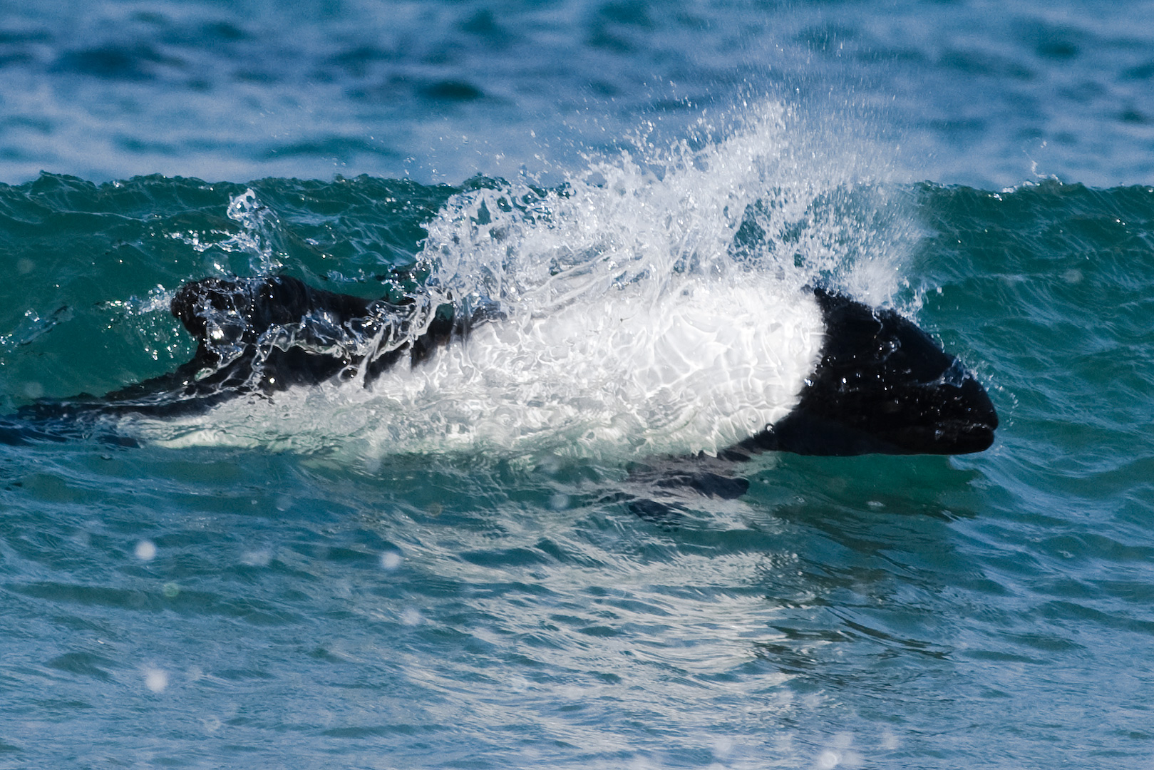 Falklands #2 by Adam Lack