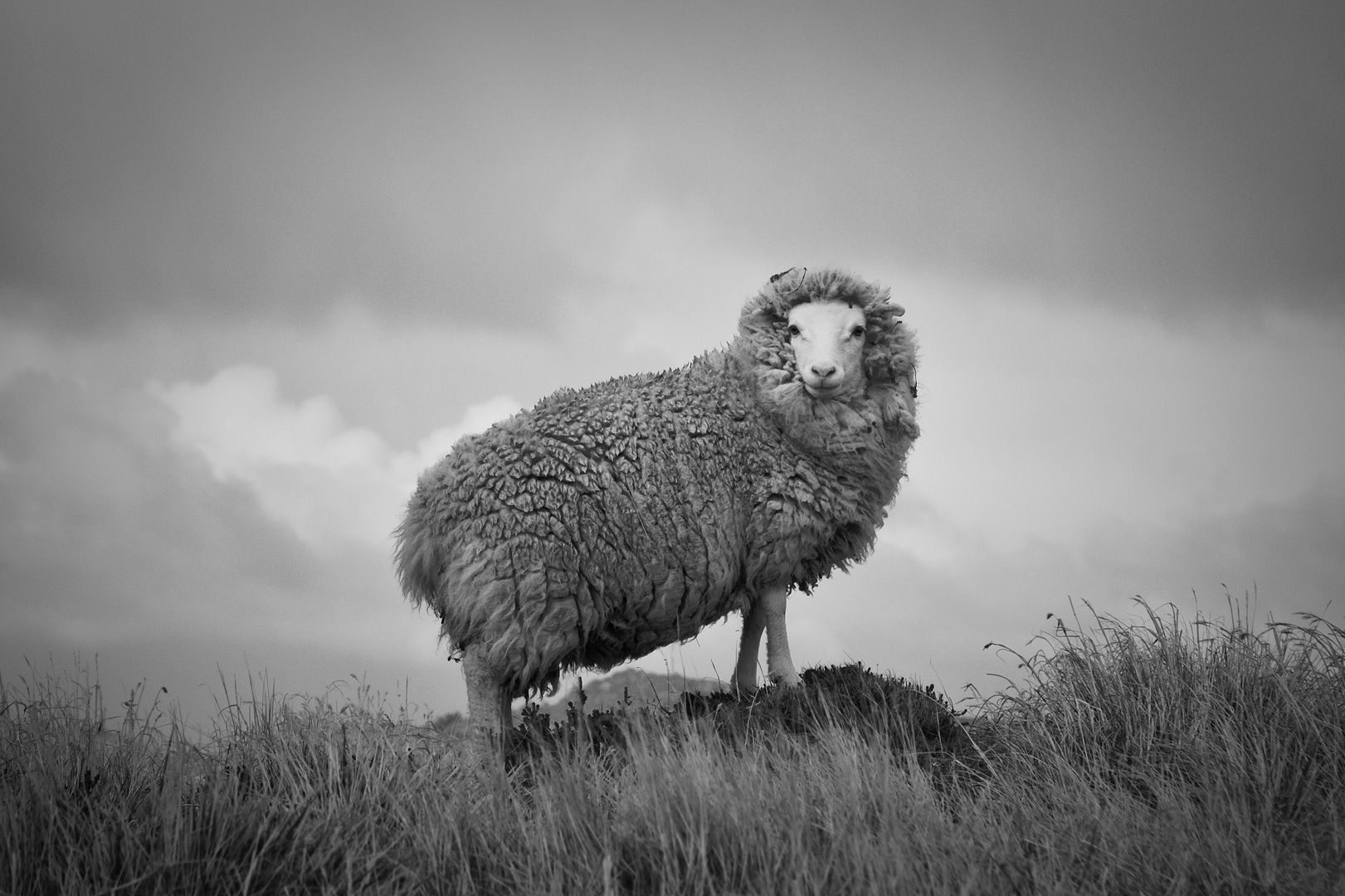 Falklands #4 by Adam Lack