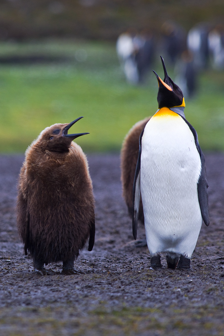 Falklands #5 by Adam Lack
