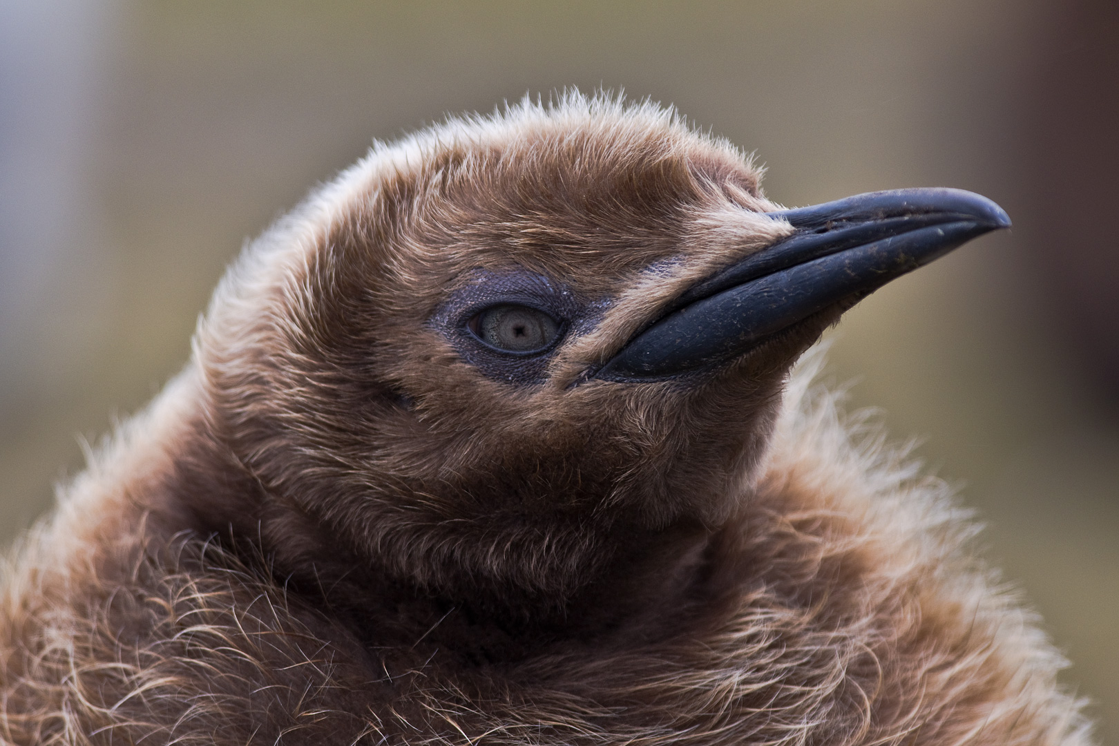 Falklands #6 by Adam Lack
