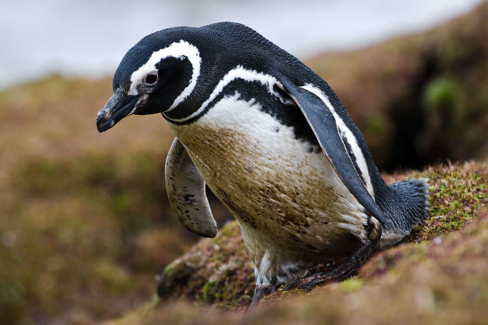Falklands #8 by Adam Lack