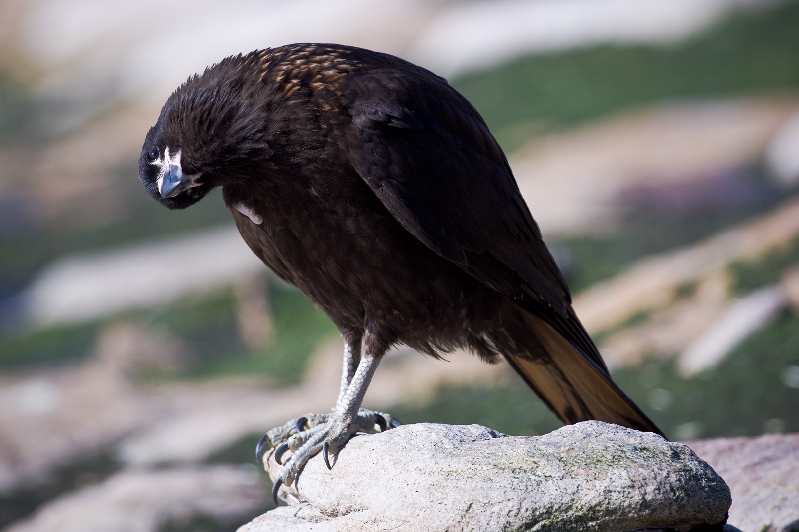 Falklands #9 by Adam Lack