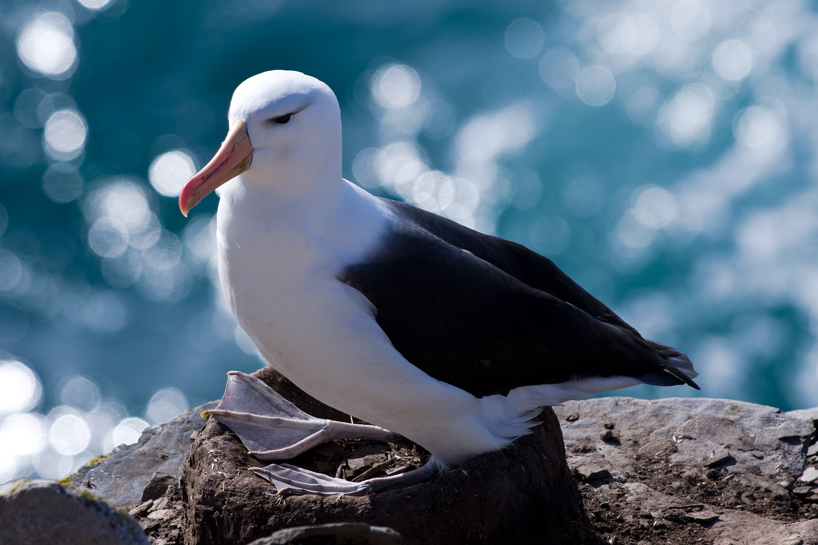 Falklands #10 by Adam Lack