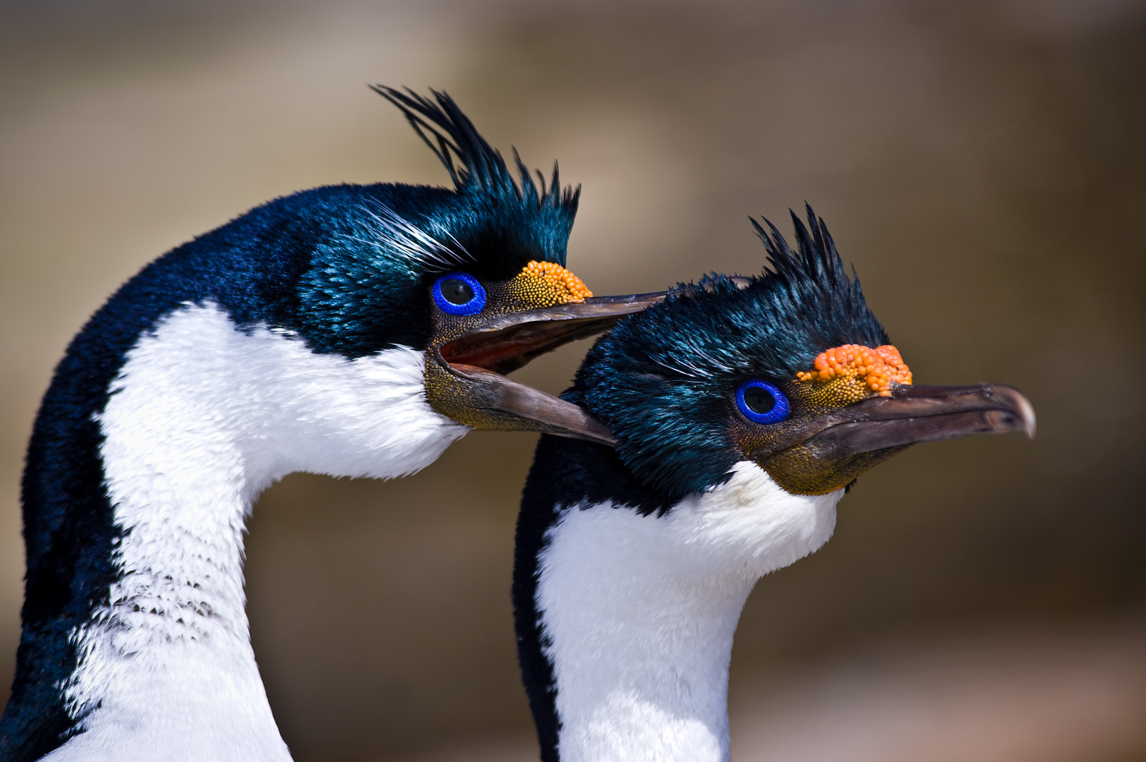 Falklands #11 by Adam Lack