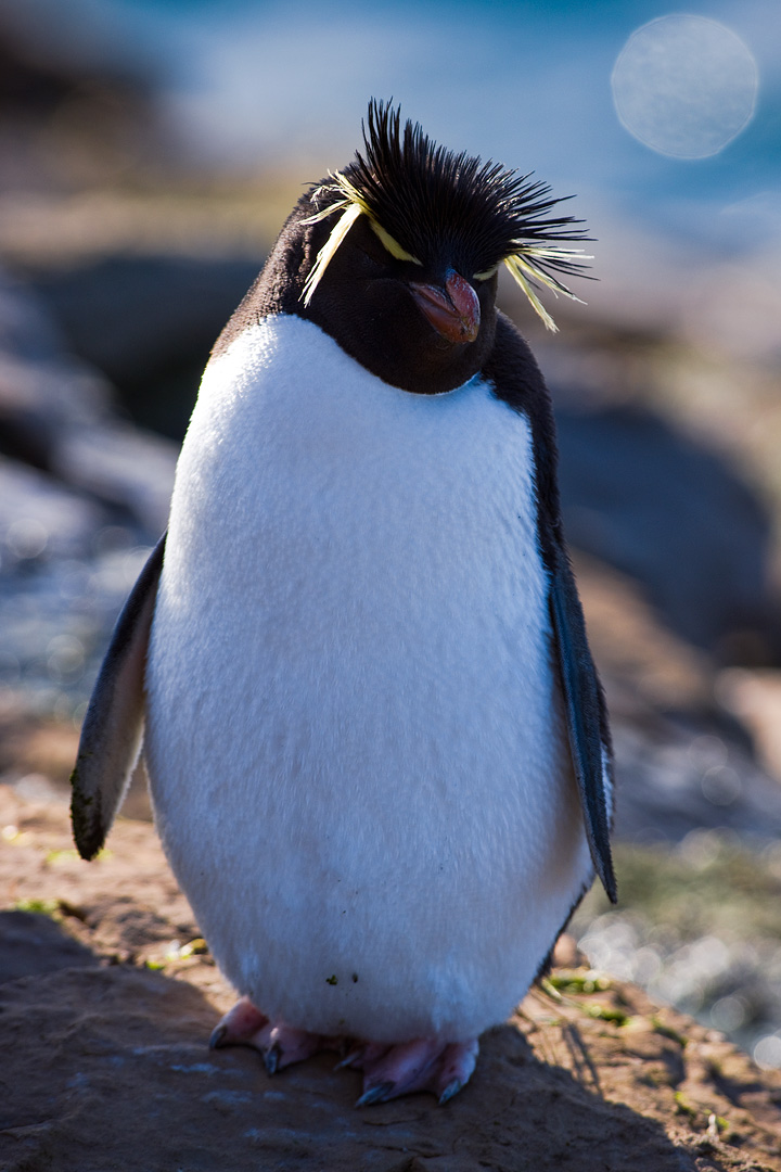 Falklands #12 by Adam Lack
