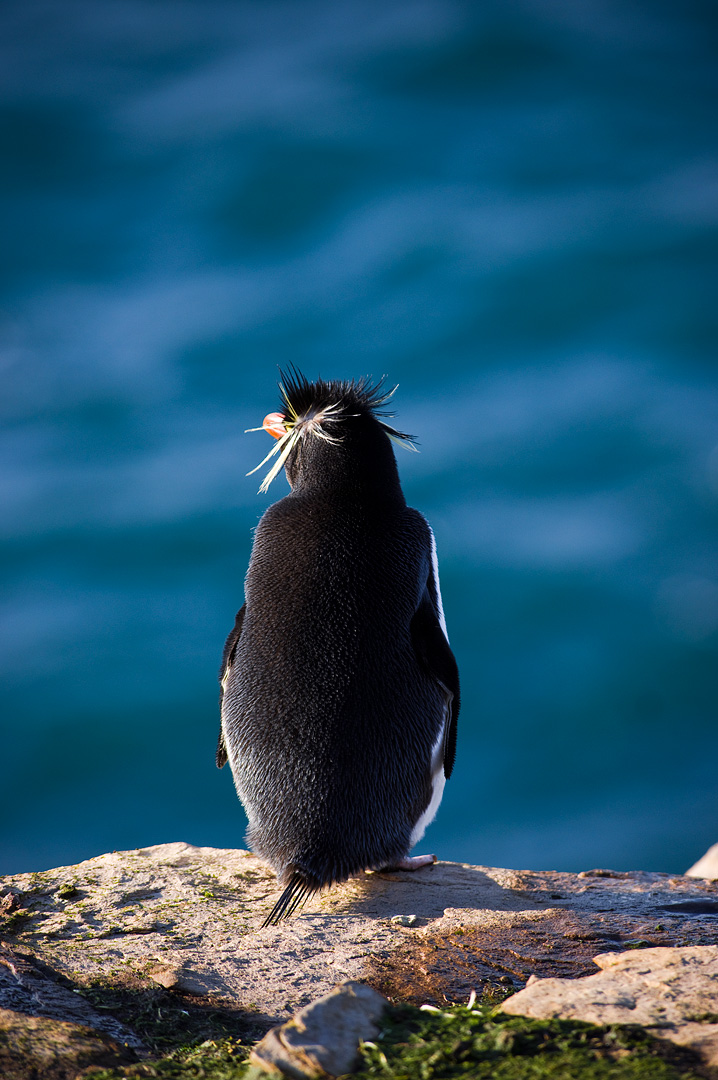 Falklands #13 by Adam Lack
