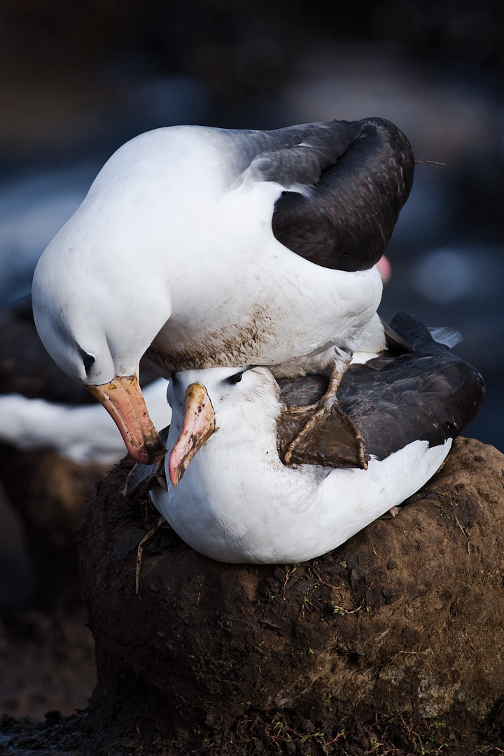 Falklands #14 by Adam Lack