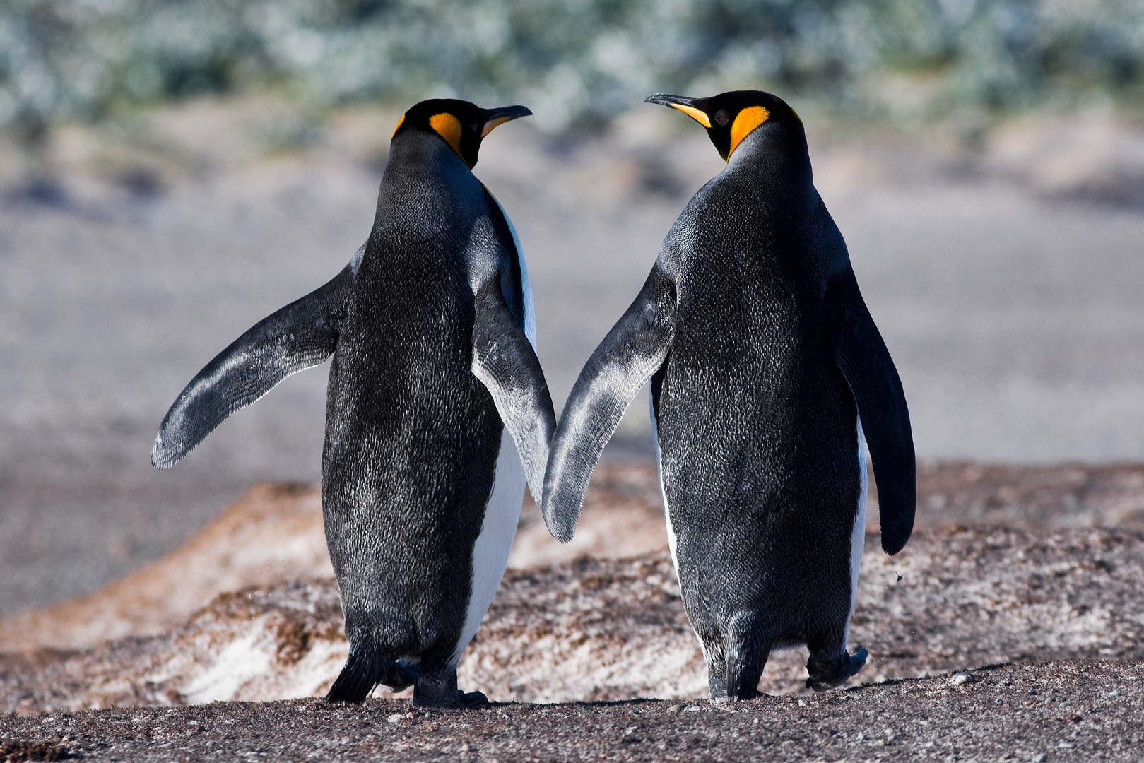 Falklands #20 by Adam Lack