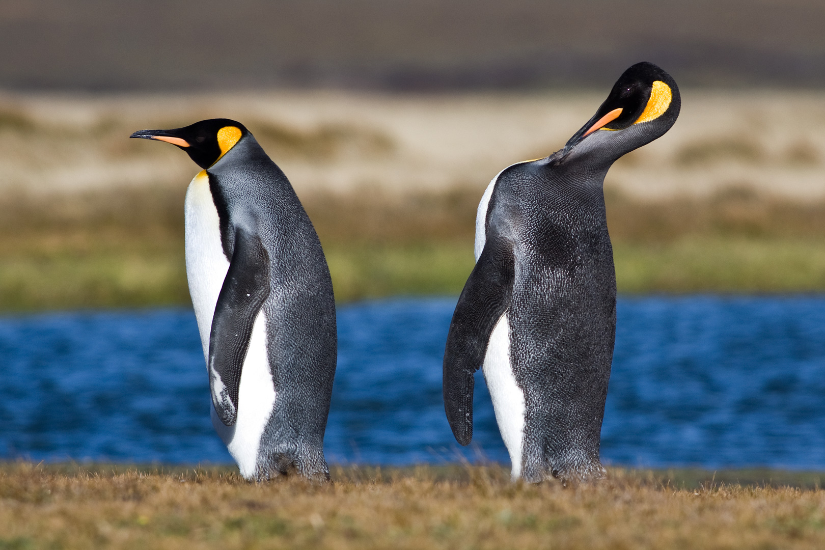 Falklands #21 by Adam Lack