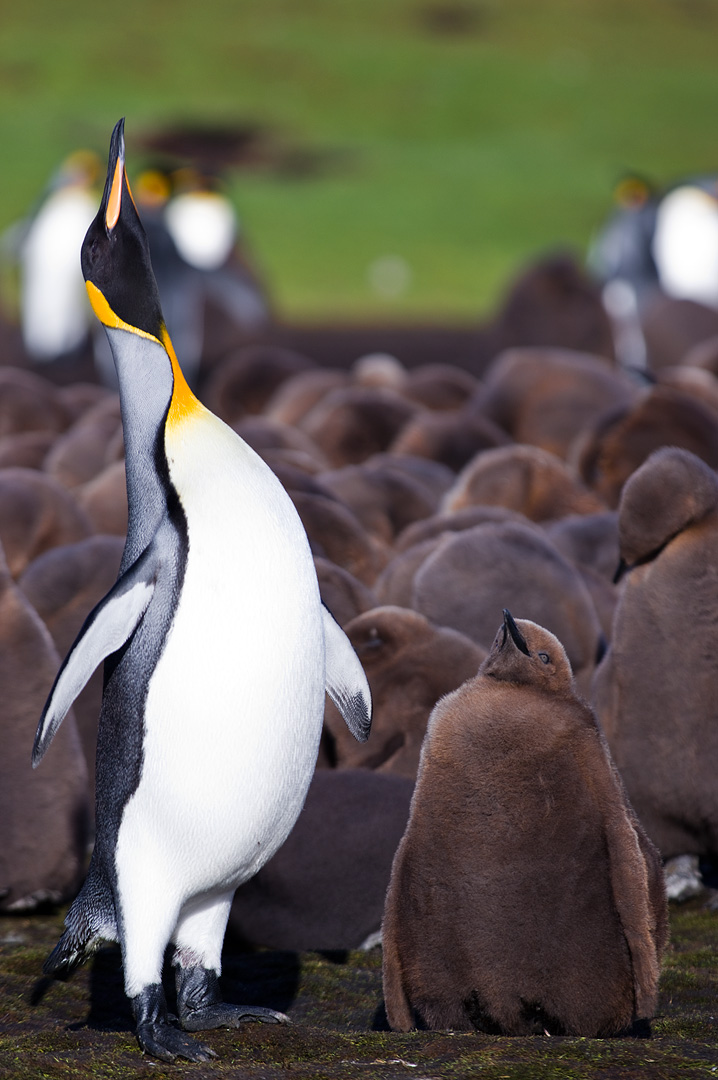 Falklands #22 by Adam Lack