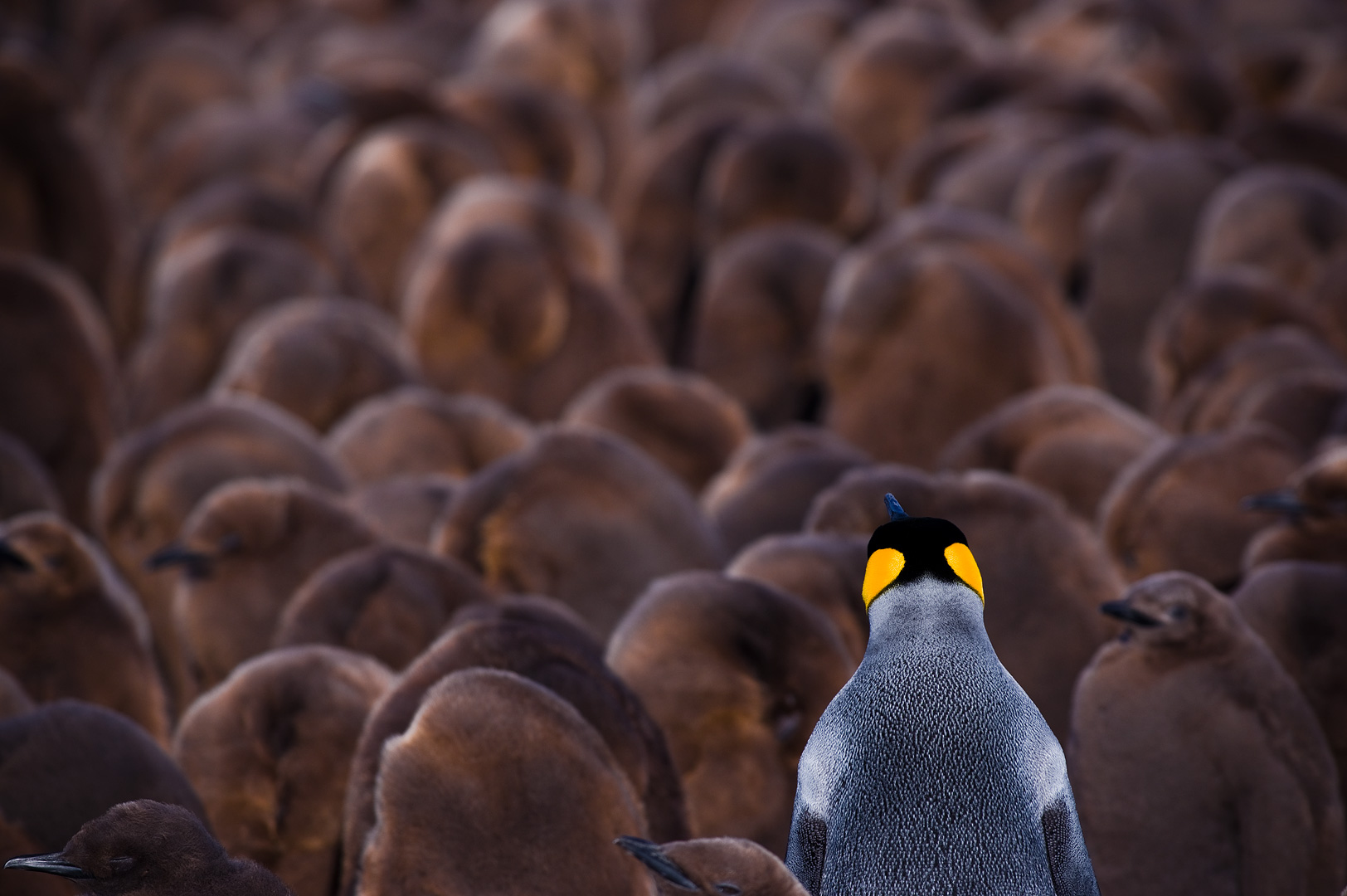 Falklands #23 by Adam Lack