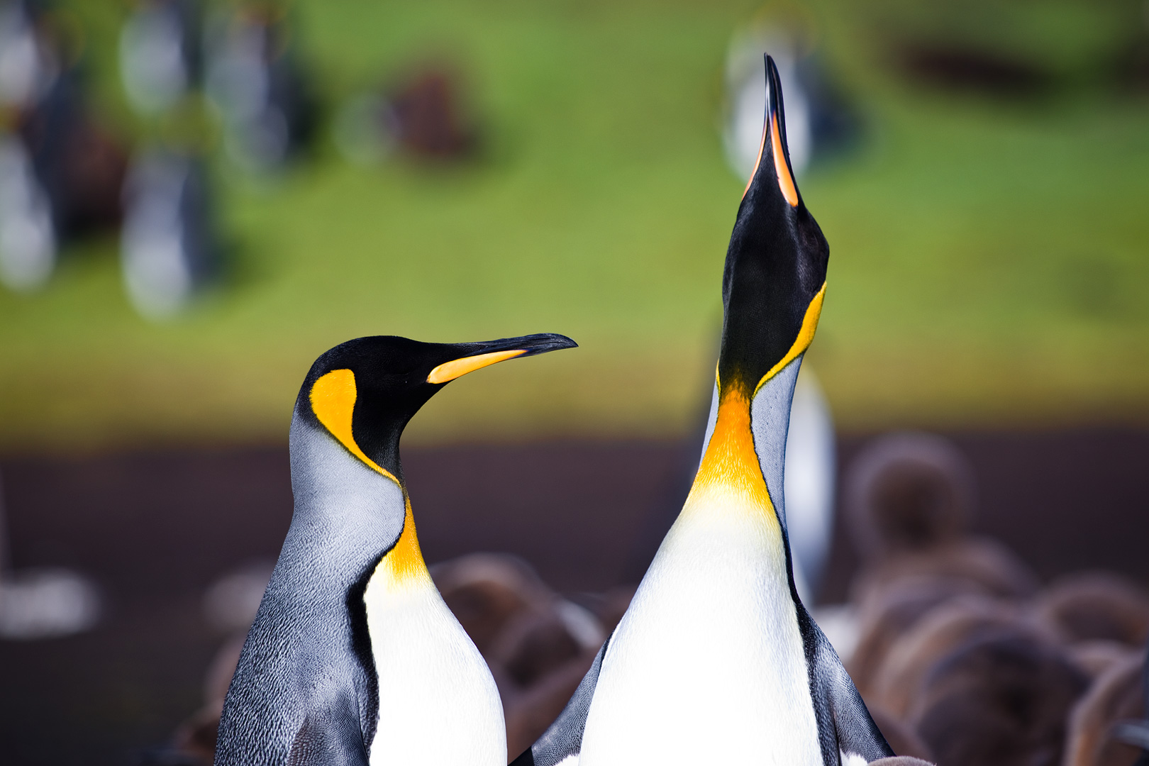 Falklands #24 by Adam Lack