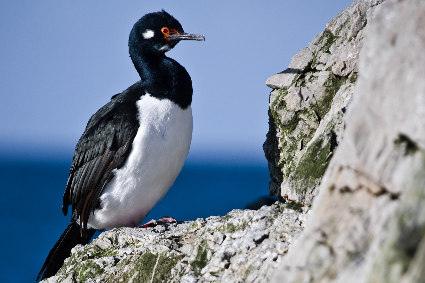 Falklands #25 by Adam Lack