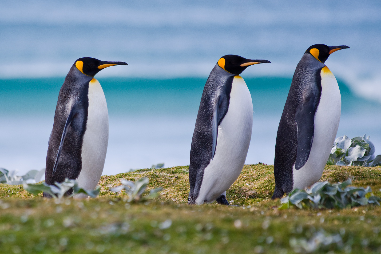 Falklands #26 by Adam Lack