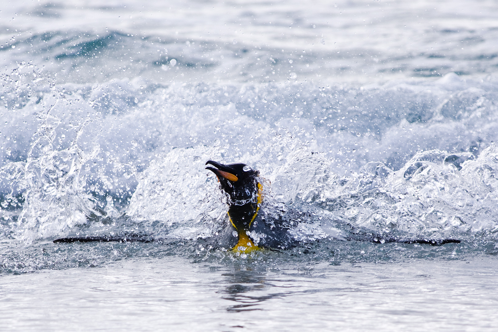 Falklands #27 by Adam Lack