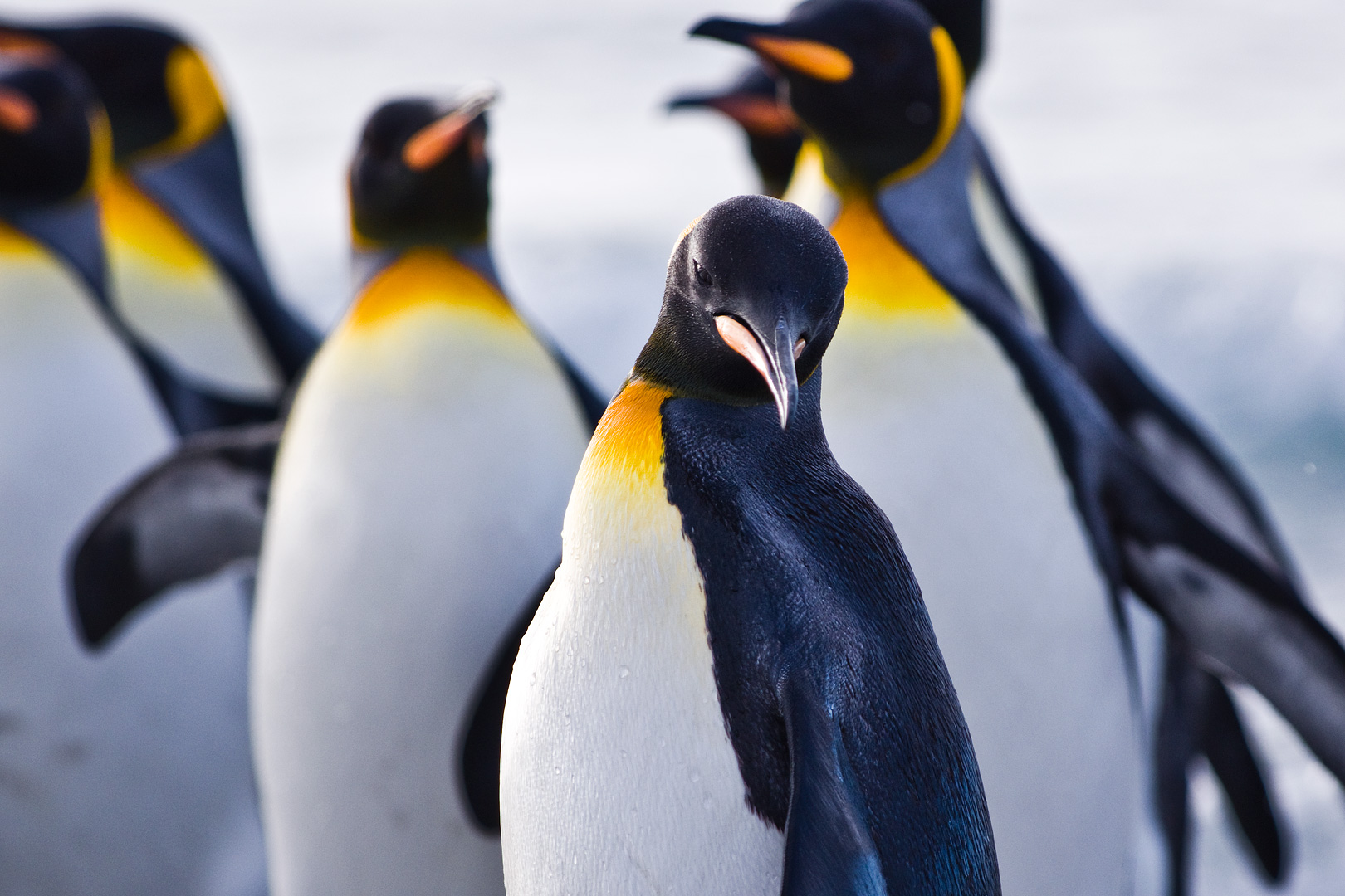 Falklands #28 by Adam Lack