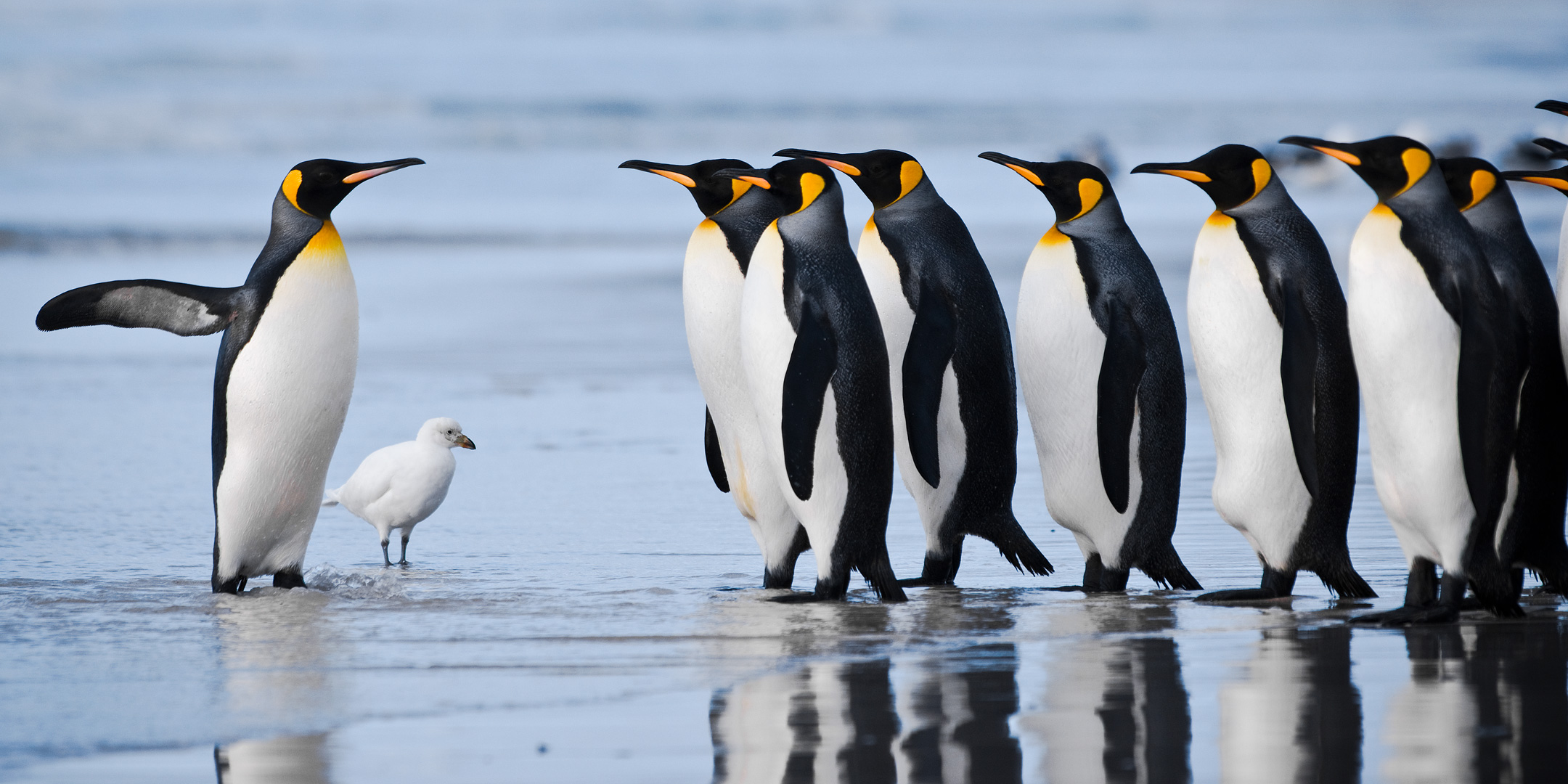 Falklands #29 by Adam Lack