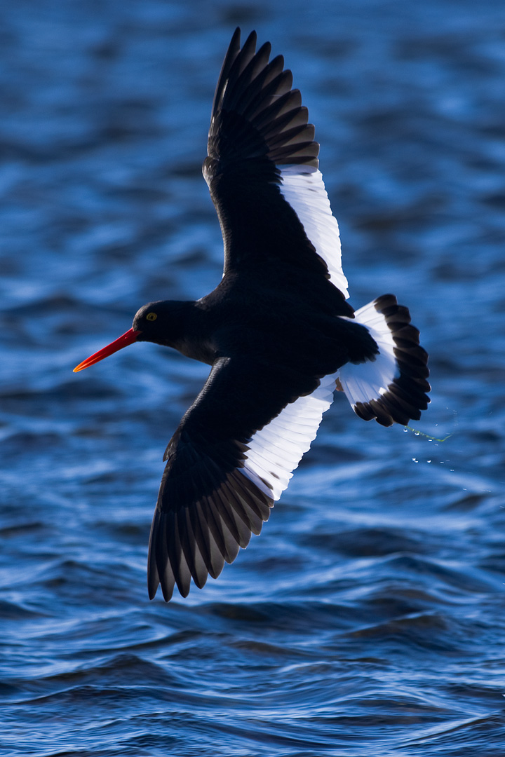Falklands #32 by Adam Lack