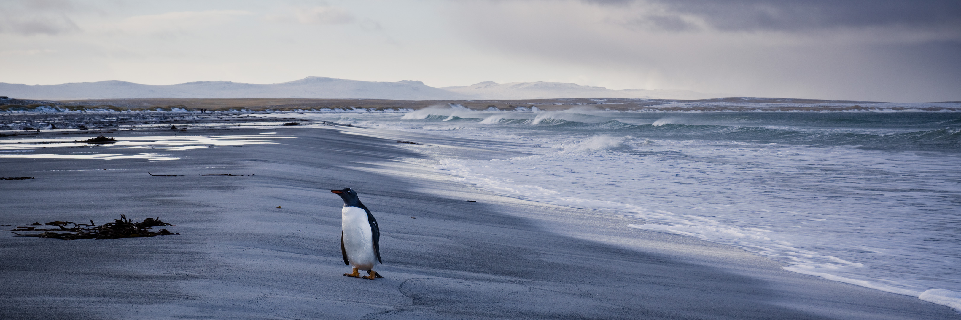 Falklands #33 by Adam Lack