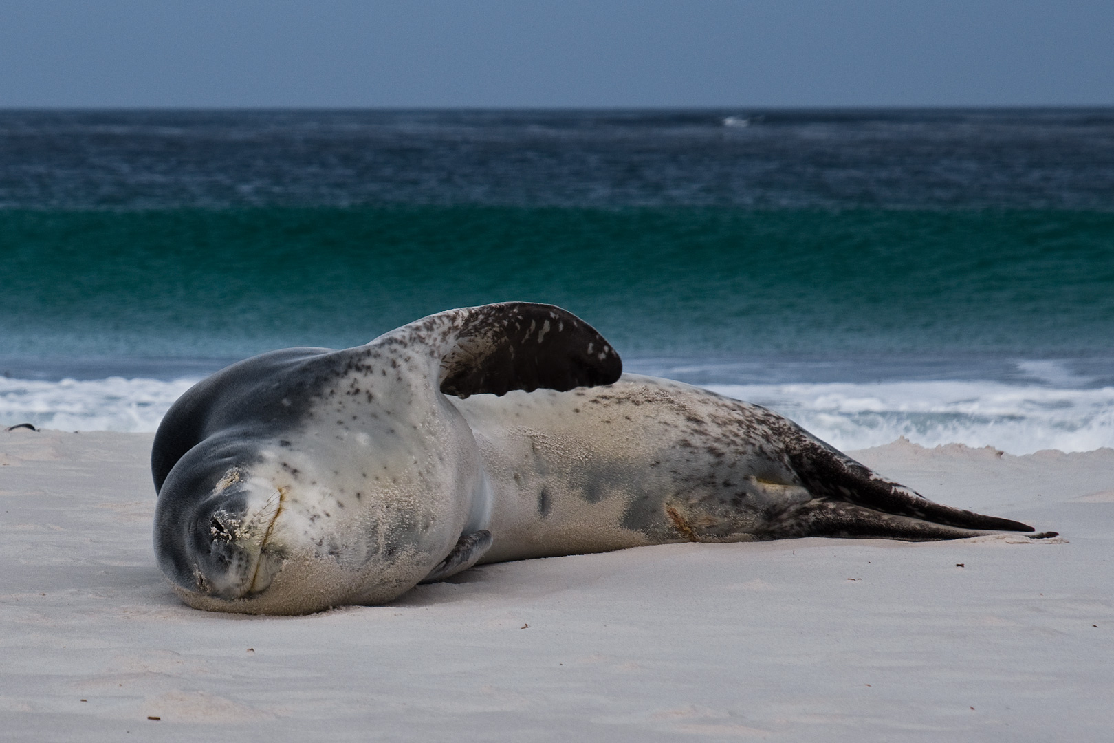 Falklands #41 by Adam Lack