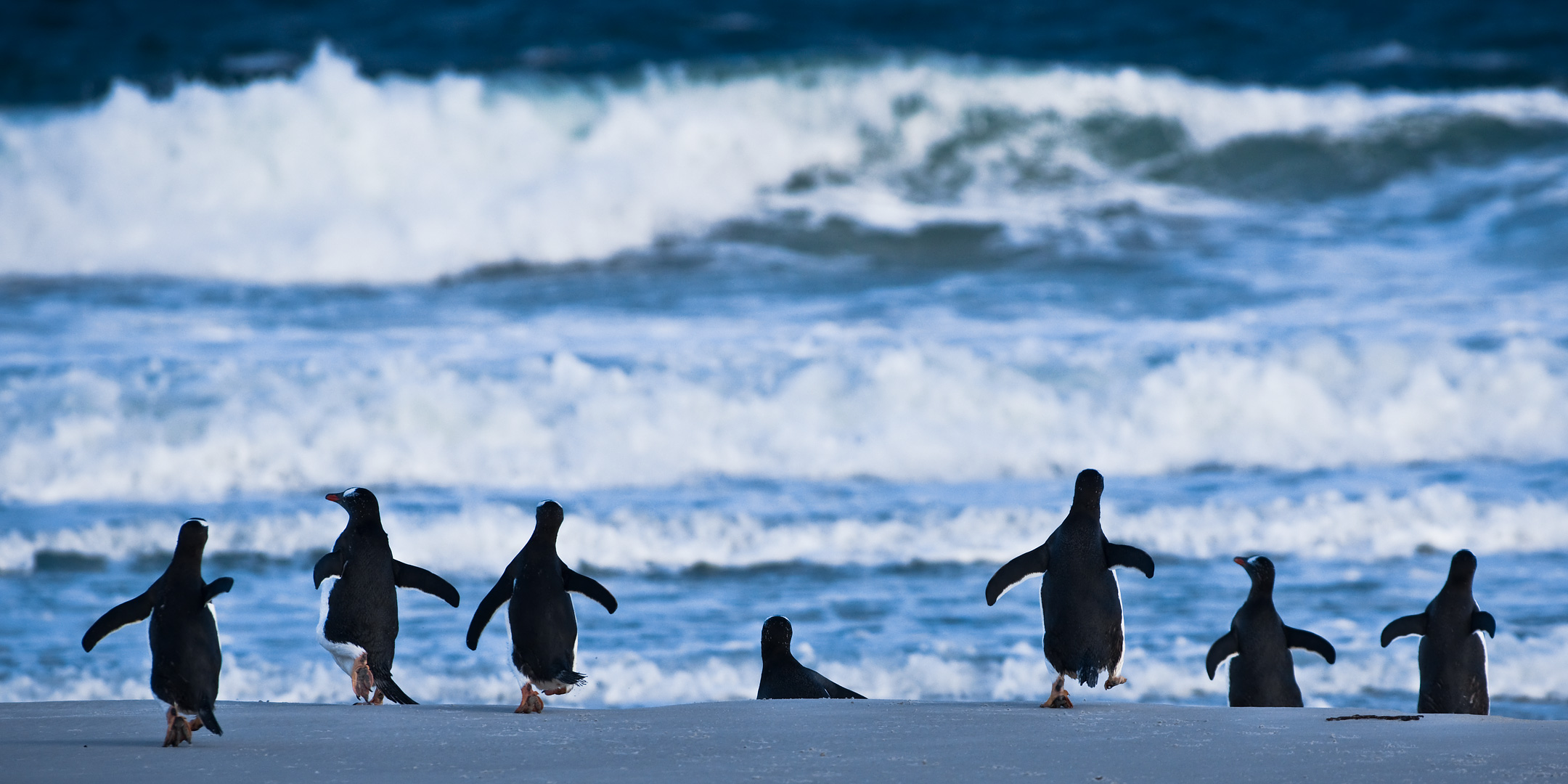 Falklands #42 by Adam Lack