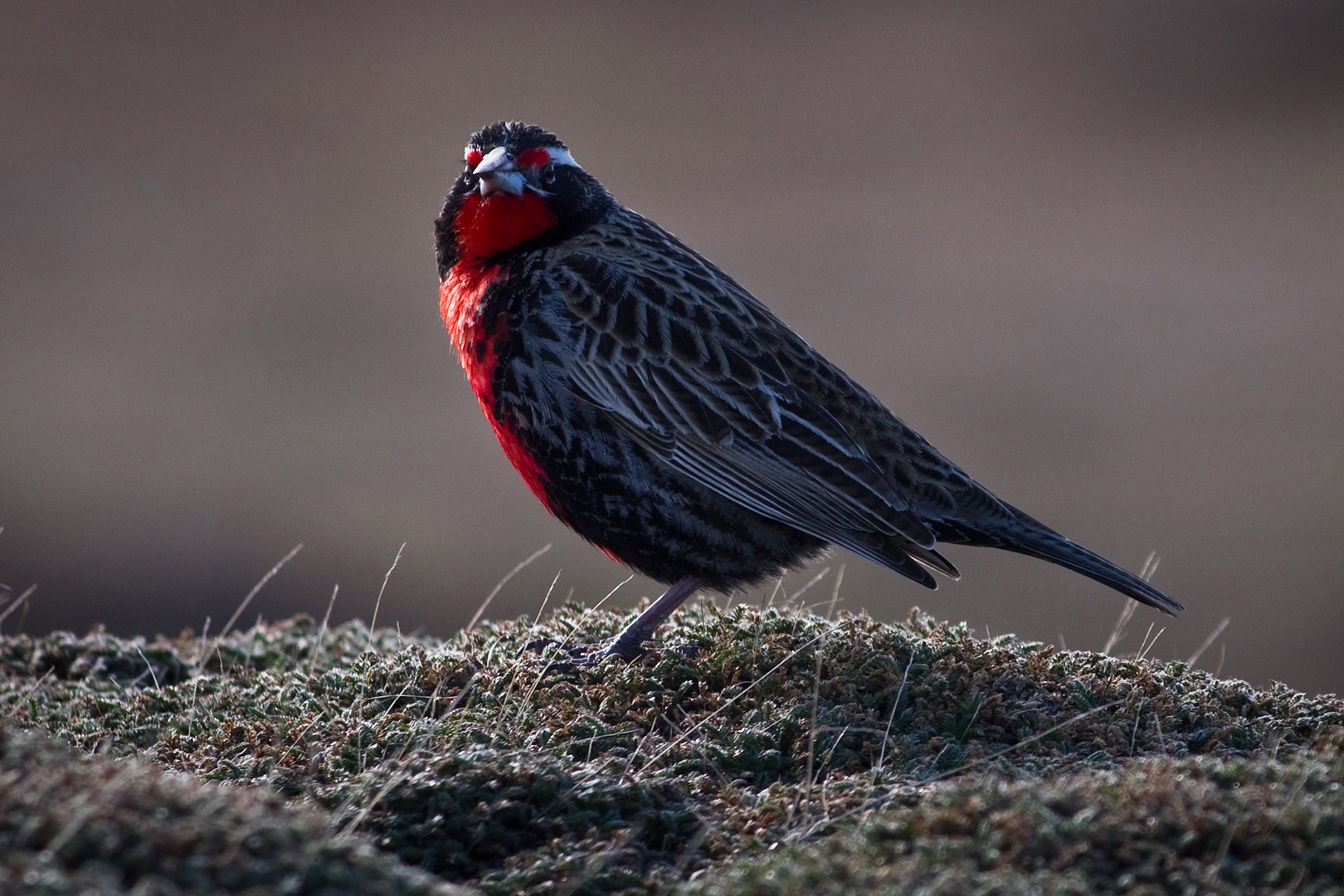 Falklands #43 by Adam Lack