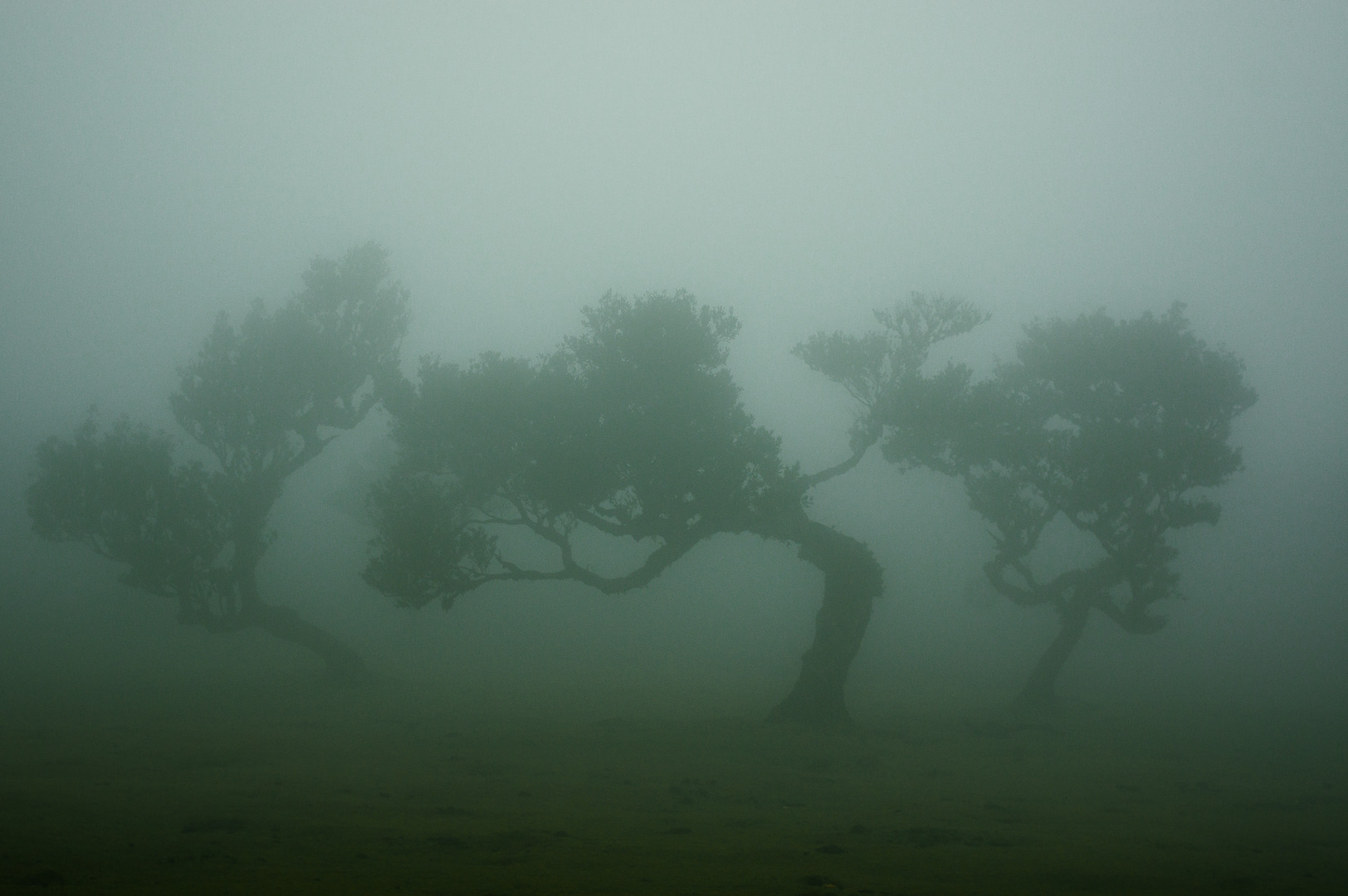 Fanal Trio by Adam Lack