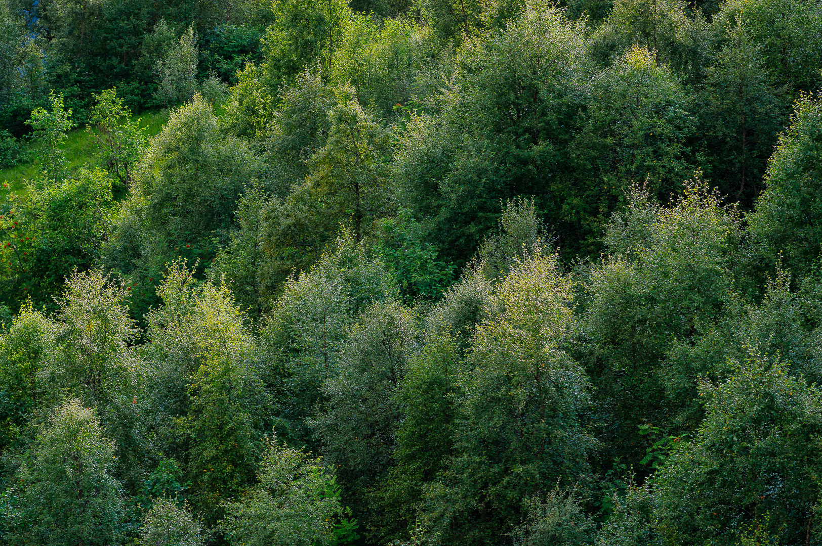 Forest Green by Adam Lack