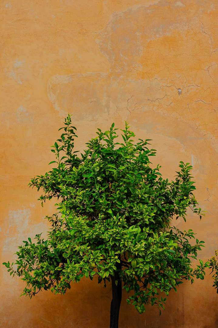 Green and Orange by Adam Lack