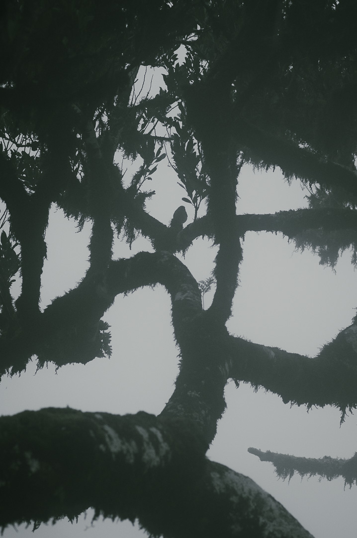 Hiding in the Trees by Adam Lack