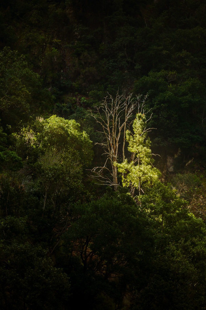Illuminate Madeira I by Adam Lack