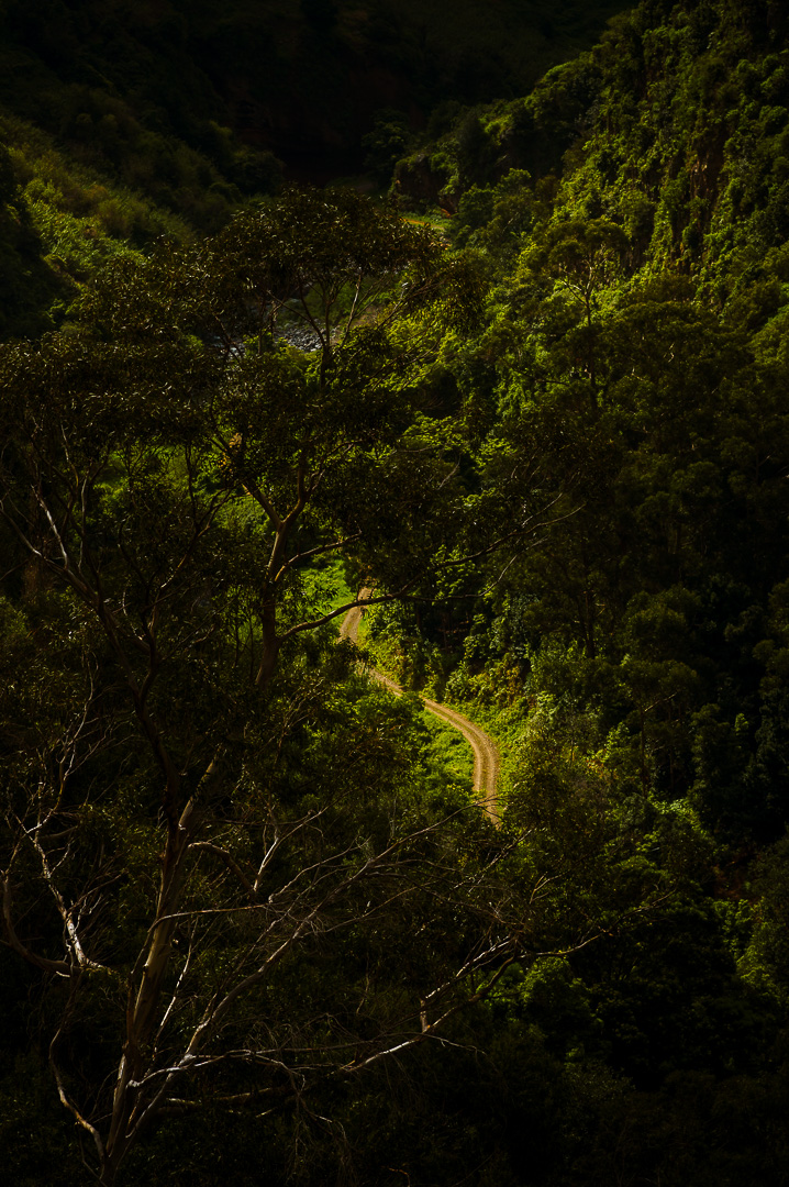 Illuminate Madeira II by Adam Lack
