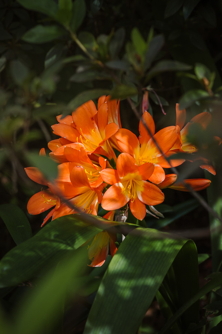 Madeira Blossom by Adam Lack