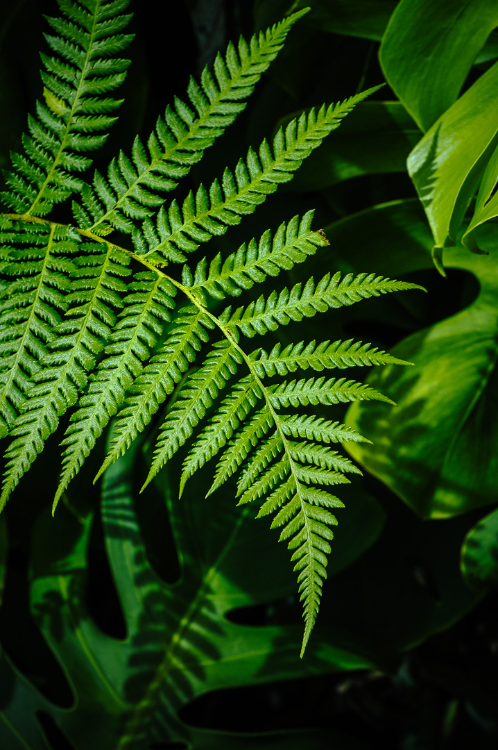 Madeira Fern by Adam Lack