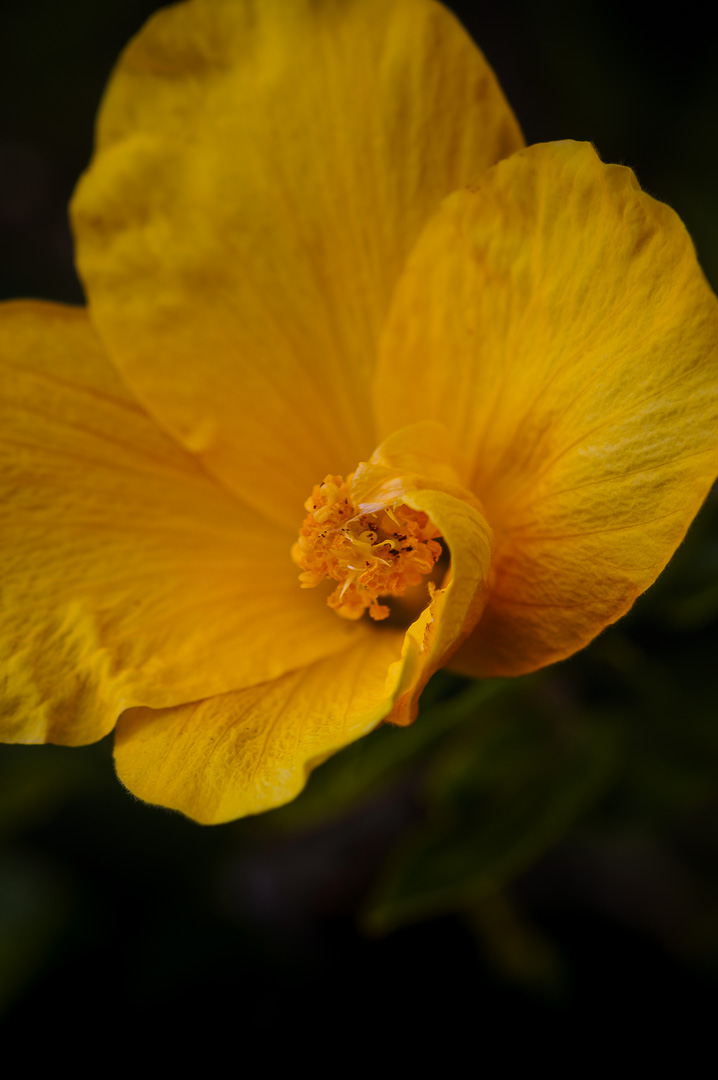 Madeira Flower III by Adam Lack