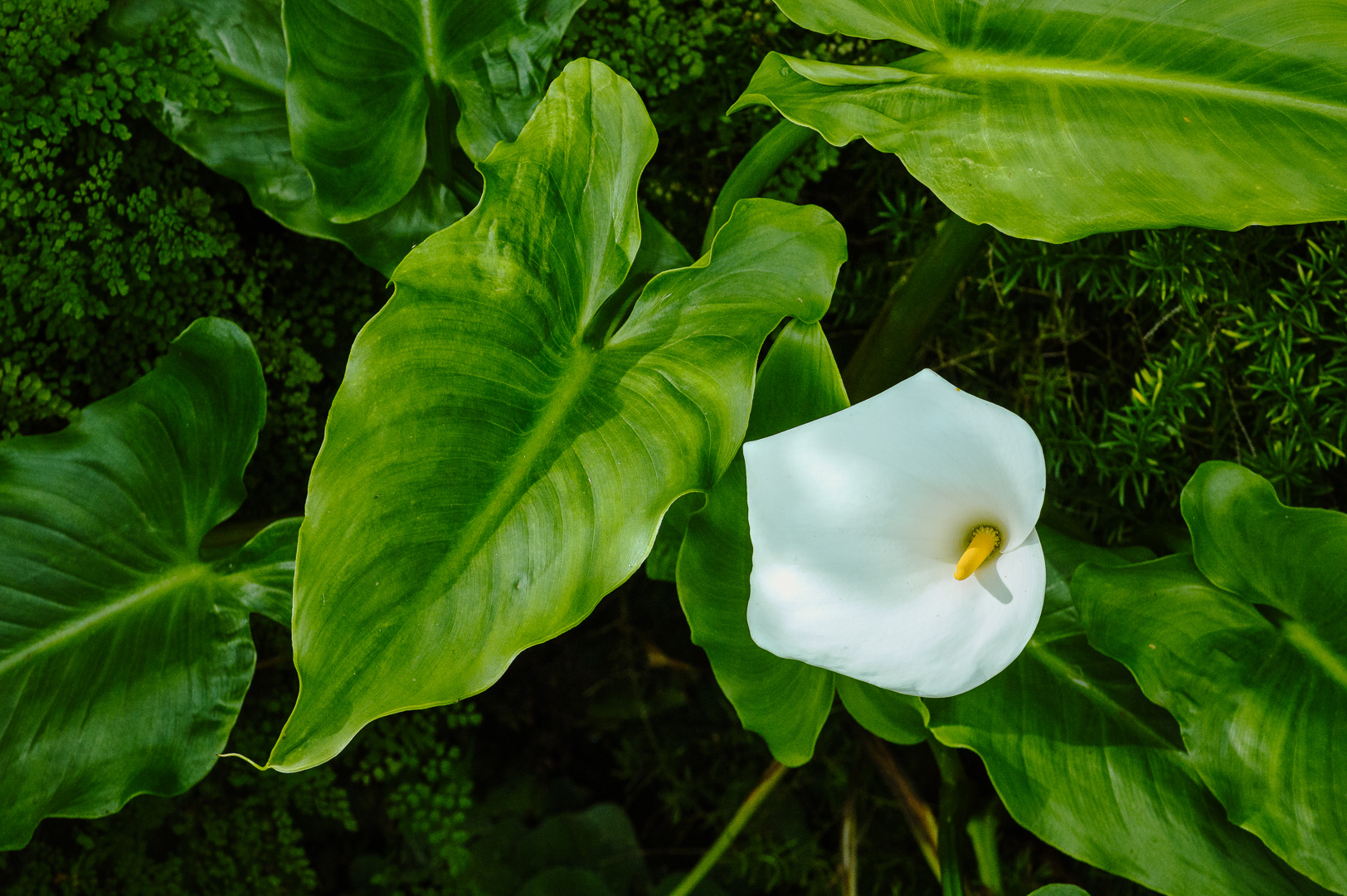Madeira Flower IV by Adam Lack