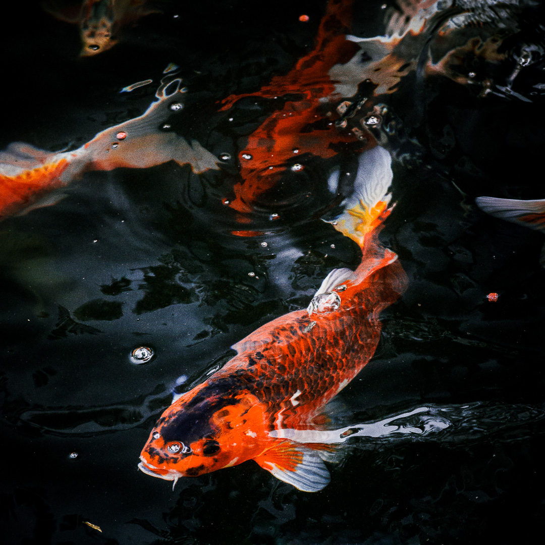 Madeira Koi by Adam Lack