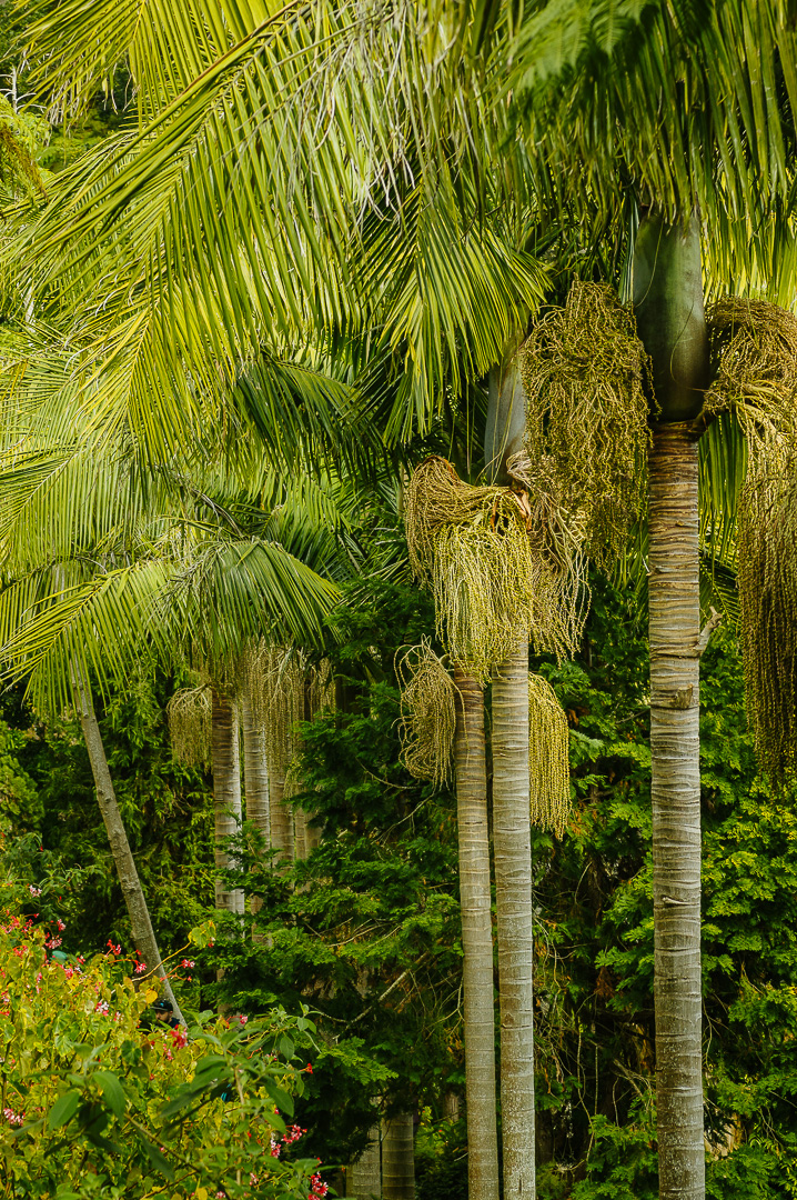 Madeira Palms I by Adam Lack