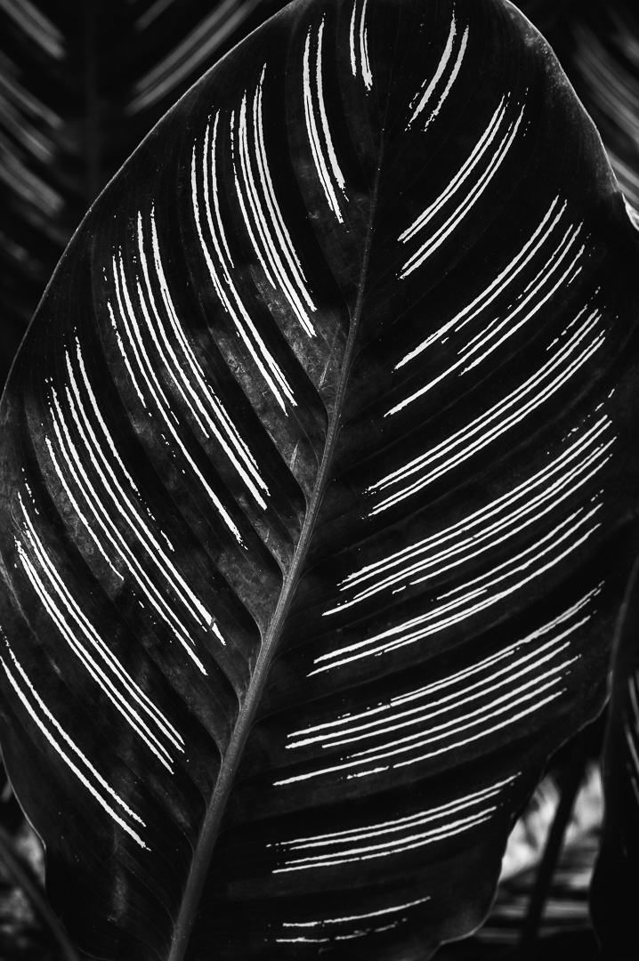 Madeira Pattern by Adam Lack