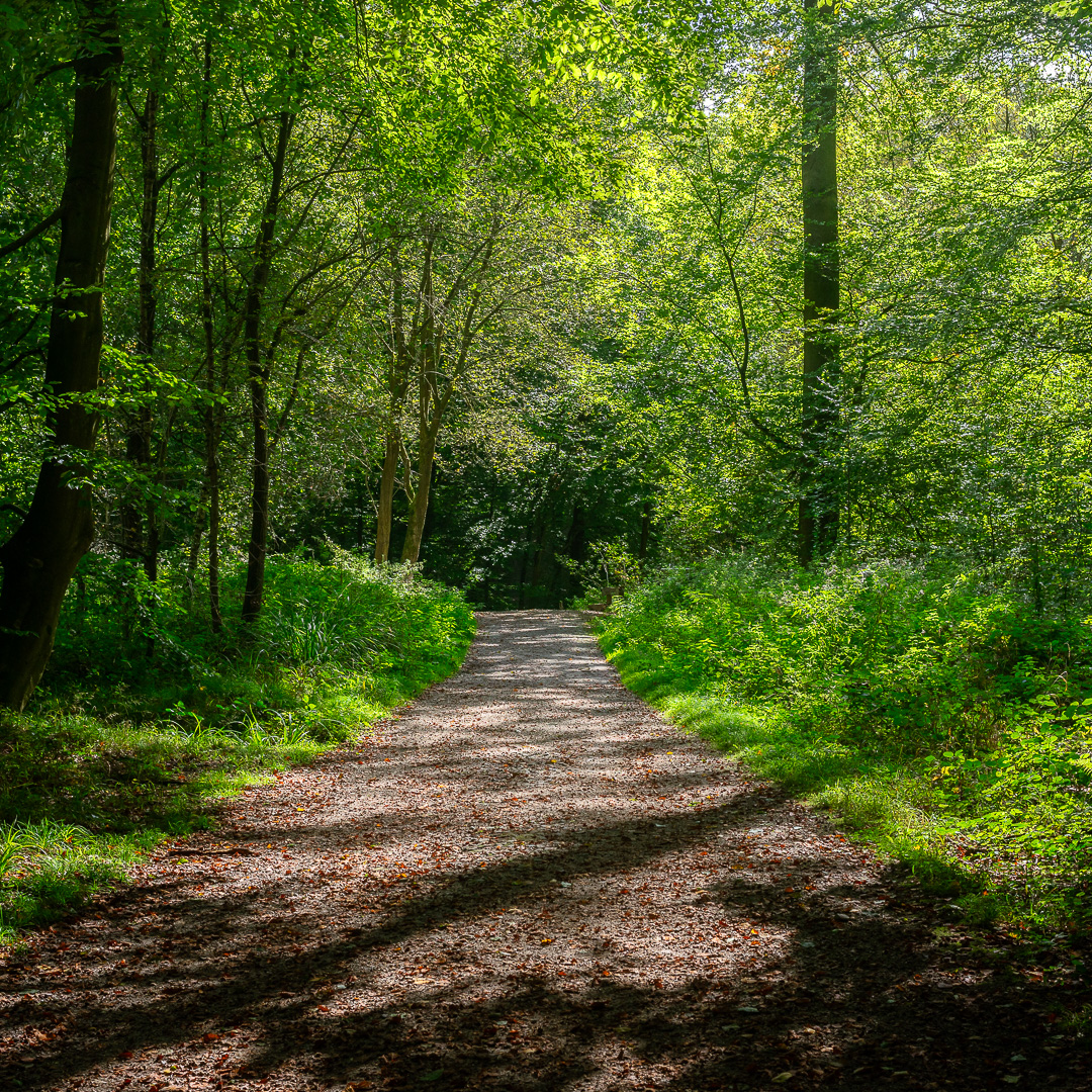 Sonian Forest Path I by Adam Lack