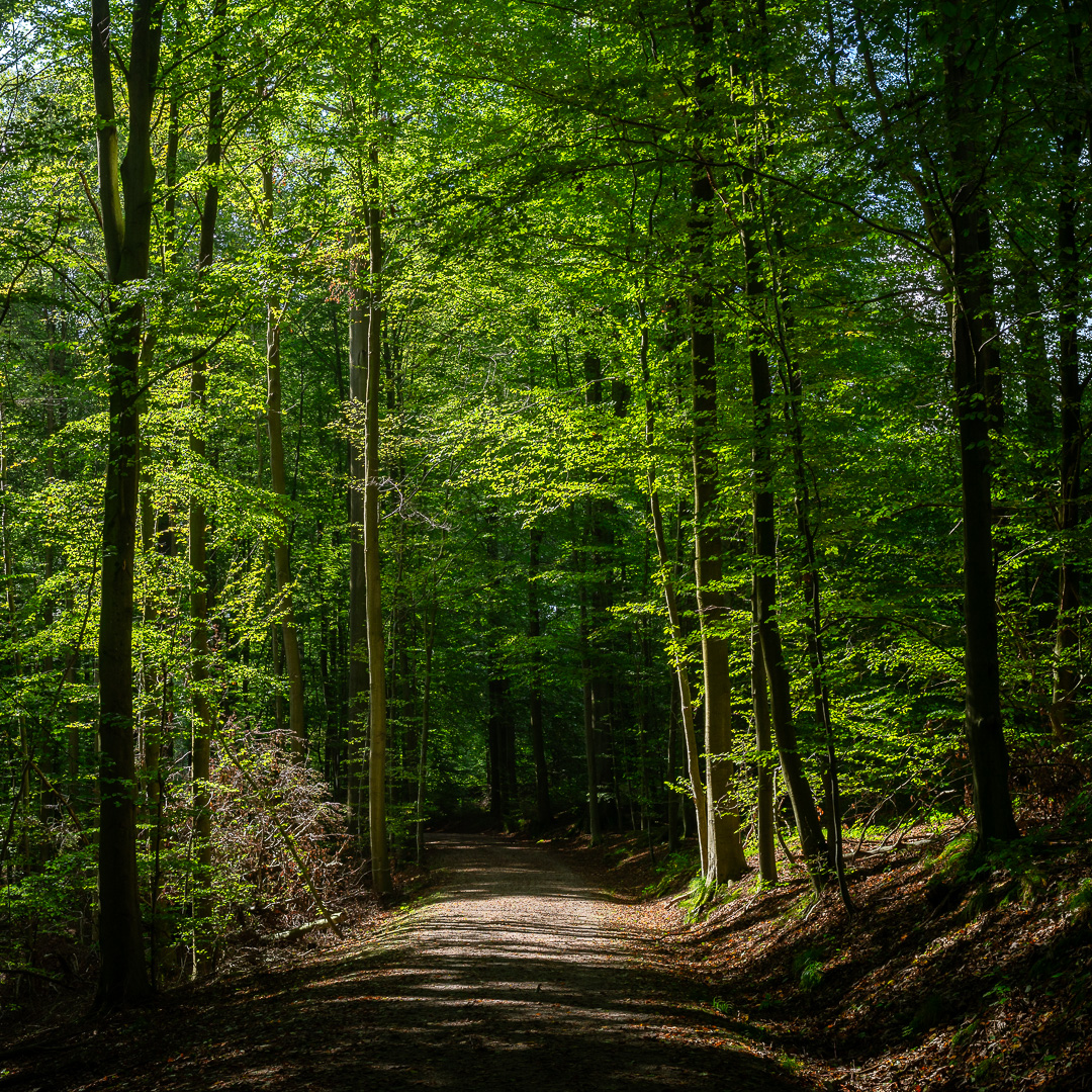 Sonian Forest Path II by Adam Lack