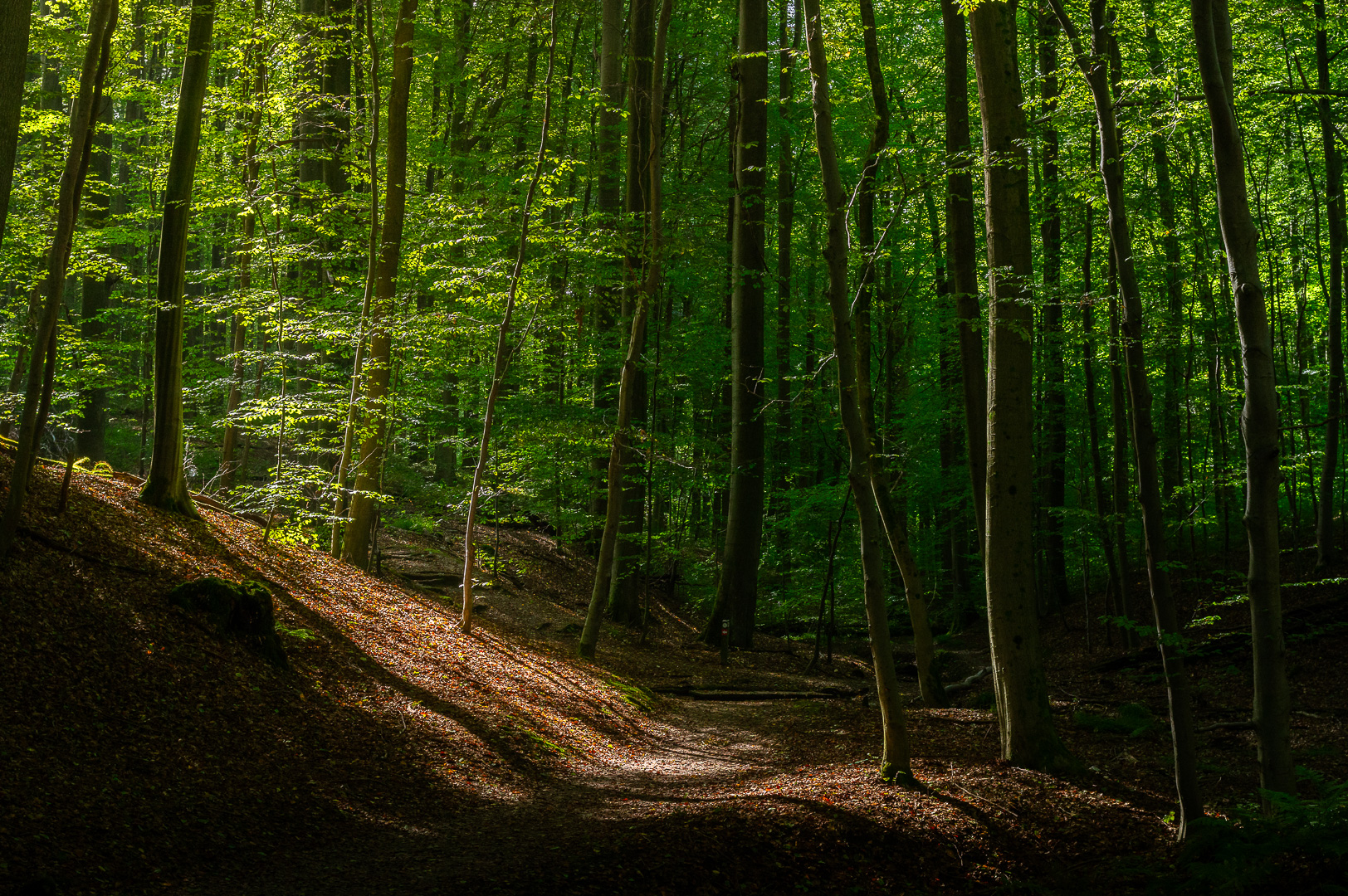 Sonian Forest Path III by Adam Lack