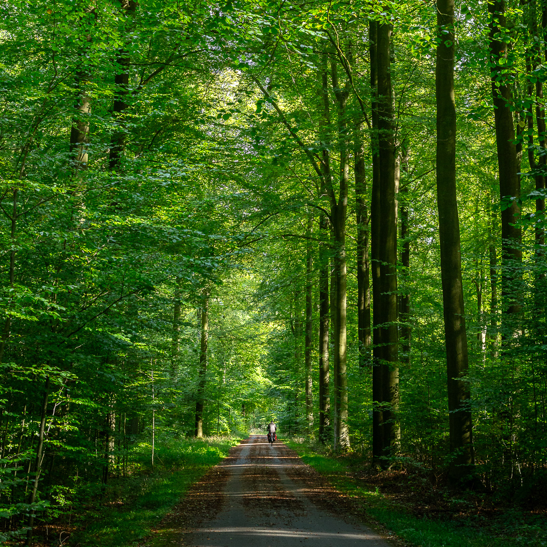 Sonian Forest Path IV by Adam Lack