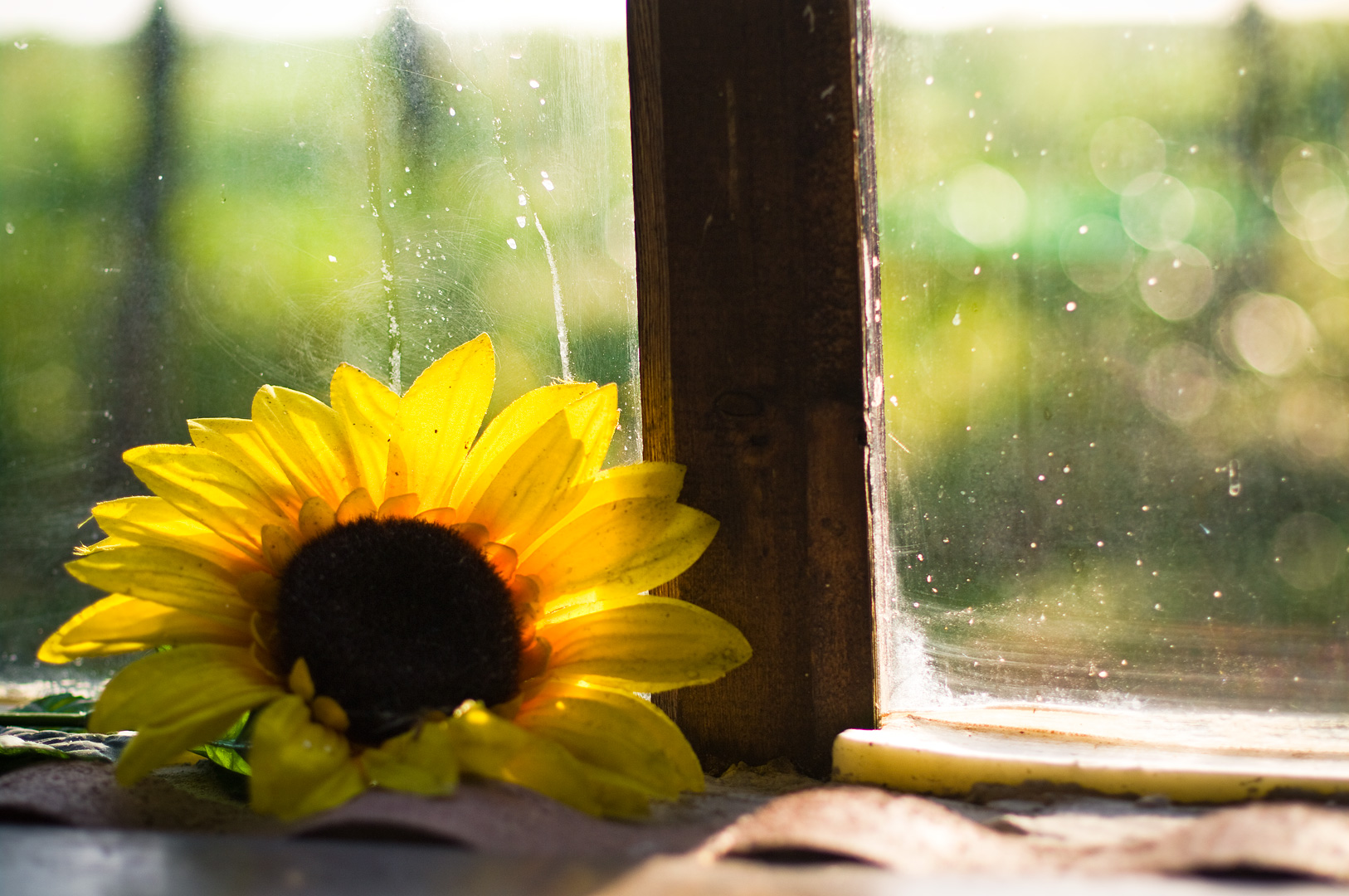 Sunflower by the window by Adam Lack