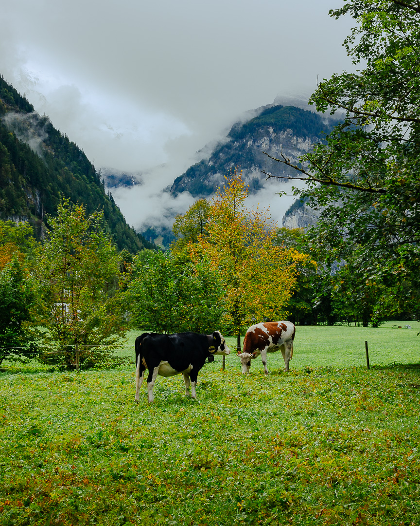 Swiss Scene by Adam Lack